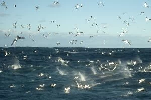 Images Dated 7th July 2011: Cape Gannets flying and diving into water to catch