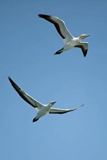 Cape Gannets pair flying