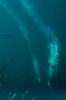 Cape Gannets plume by diving into baitball (school
