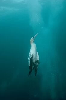 New images january/cape gannets plumes diving baitball school