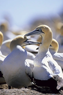 Images Dated 15th December 2005: Cape Gannets - Preening each other. Lambert's Bay, South Africa