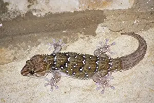 Geckos Prints: Cape Gecko