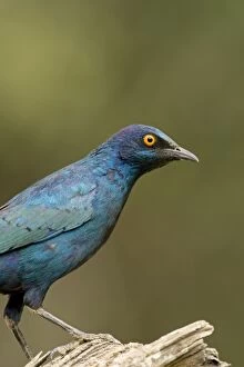 Images Dated 13th October 2007: Cape Glossy Starling
