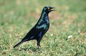 Cape Glossy STARLING - Calling