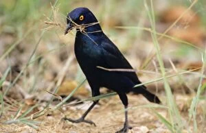 Cape Glossy STARLING - Collecting nest material