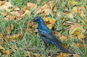 Cape Glossy Starling - foraging on ground among leaves and grass Cape Glossy Starling - foraging on ground among leaves and grass