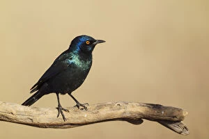 Starling Gallery: Cape Glossy Starling - Kalahari Desert, Kgalagadi