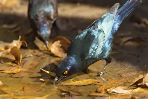 Cape Glossy Starling (Lamprotornis nitens) drinking at pool, Namibia