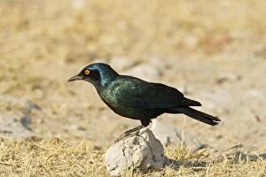 Images Dated 26th April 2000: Cape Glossy Starling - perched on a rock - Etosha National Park - Namibia - Africa