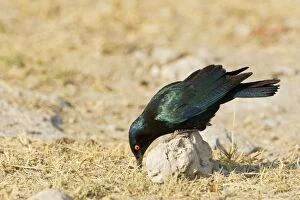 Cape Glossy Starling - perched on a rock looking for insects to feed on