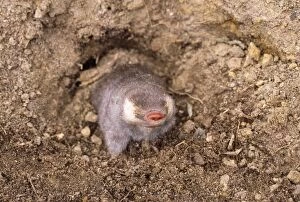 Images Dated 6th July 2009: Cape Golden Mole
