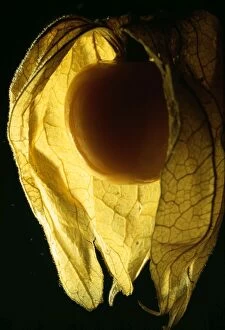 Images Dated 20th June 2006: Cape Gooseberry