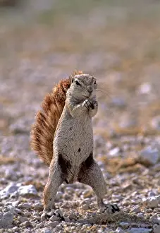 Cape Ground Squirrel AW 6351 Using tail as a sunshade. Etosha National Park, Namibia, Africa. Xerus inauris © Adrian Warren / ARDEA LONDON
