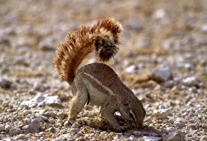 Cape Ground Squirrel AW 6359 Using tail as a sunshade. Etosha national Park, Namibia, Africa. Xerus inauris © Adrian Warren / ARDEA LONDON