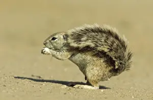 Intelligence Prints: Cape Ground Squirrel - Feeding female; the erected tail is used as a sunshade