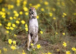 Cape Ground Squirrel - feeding on grass seeds between yellow flowers standing on its hind Cape Ground Squirrel - feeding on grass seeds between yellow flowers standing on its hind