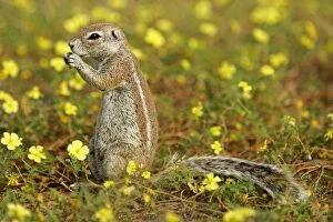 Cape Ground Squirrel - feeding on seeds between yellow flowers