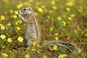 Agile Prints: Cape Ground Squirrel feeding on seeds between yellow flowers Etosha National Park