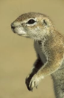 Images Dated 15th May 2006: Cape Ground Squirrel - Female. Kalahari Desert, Kgalagadi Transfrontier Park, South Africa