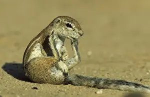 Cape Ground Squirrel - Grooming female. Kalahari Desert, Kgalagadi Transfrontier Park, South Africa