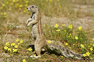Images Dated 16th April 2005: Cape Ground Squirrel standing watchful between yellow flowers on it's hind legs Etosha National