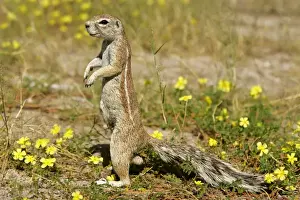 Agile Prints: Cape Ground Squirrel standing watchful between yellow flowers on it's hind legs Etosha National Park