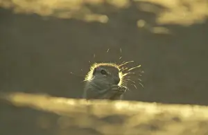 Cape Ground Squirrel - Young at the burrow, feeding. Kalahari Desert, Kgalagadi Transfrontier Park, South Africa