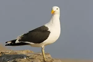 Cape Gulls, a form of Kelp Gull