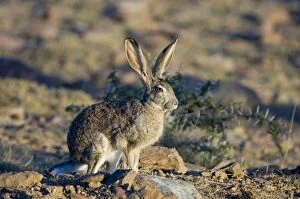 Images Dated 20th February 2007: Cape Hare foraging in open area in early morning. Inhabits drier, open habitat