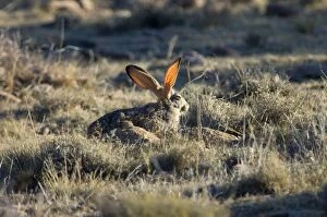 Cape Hare - foraging in open area in early morning. Blood vessels (for thermoregulation) in ears highlighted by sun