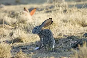Cape Hare foraging in open area in early morning. Inhabits drier, open habitat. Widely distributed in western and central southern Africa. Mountain Zebra National Park, Eastern Cape, South Africa