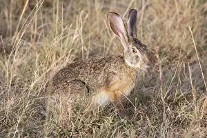 Cape Hare - On open savannah plains - Maasai Mara North Reserve Kenya