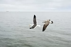 Images Dated 20th October 2007: Cape / Kelp Gull - Adult and Juvenile in flight over the ocean