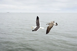 Images Dated 20th October 2007: Cape / Kelp Gull - Adult and Juvenile in flight over the ocean
