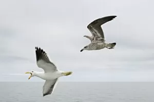 Cape / Kelp Gull - Adult and Juvenile in flight over the ocean Namibian Coast