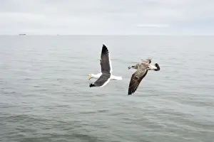 Cape / Kelp Gull - Adult and Juvenile in flight over the ocean Namibian Coast- Namibia- Africa