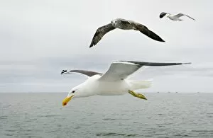 Cape / Kelp Gull - Two adults and a juvenile in flight over the ocean