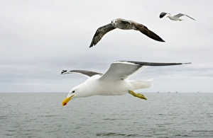 Images Dated 20th October 2007: Cape / Kelp Gull - Two adults and a juvenile in flight over the ocean