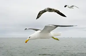 Cape / Kelp Gull - Two adults and a juvenile in flight over the ocean Namibian Coast- Namibia- Africa
