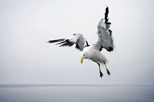 Images Dated 14th May 2007: Cape Kelp Gull - Attempting to hover during misty conditions