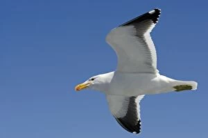 Cape Kelp Gull - In flight