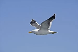 Images Dated 28th September 2008: Cape Kelp Gull - In flight - Atlantic Ocean - Walvis Bay - West Coast - Namibia - Africa