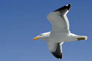 Cape Kelp Gull - In flight - Atlantic Ocean - Walvis Bay - West Coast - Namibia - Africa