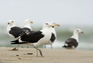 Images Dated 28th September 2008: Cape Kelp Gull - Group standing on a beach covered with wind blown foam