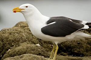 Images Dated 29th September 2008: Cape Kelp Gull - Portrait clearly showing colour of the bill and dark eye
