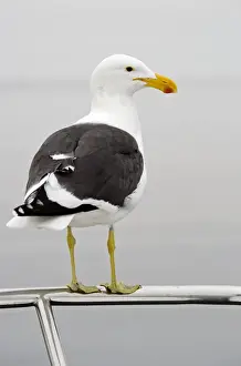 Cape Kelp Gull - Sitting on the railing of a boat - Atlantic Ocean - Walvis Bay - West Coast - Namibia - Africa