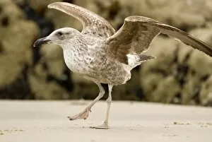 Cape Kelp Gull - Startled juvenile ready to take flight