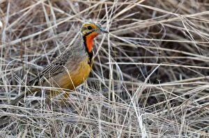 Images Dated 3rd September 2009: Cape Longclaw - close up of bird amongst dry grasses - Rietvlei Nature Reserve - South Africa