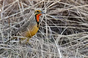 Cape Longclaw - close up of bird amongst dry grasses - Rietvlei Nature Reserve - South Africa