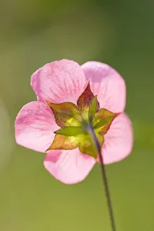 Mallow Prints: Cape Mallow Flower - Norfolk UK